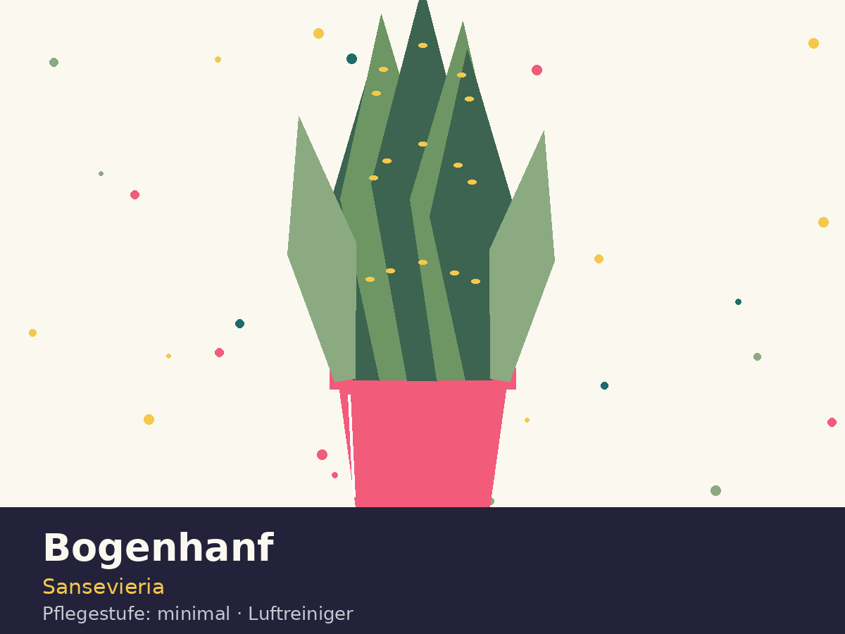 Bogenhanf — Sansevieria