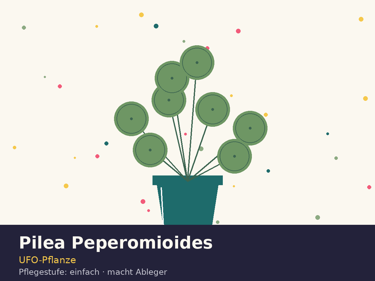 Pilea Peperomioides — UFO-Pflanze