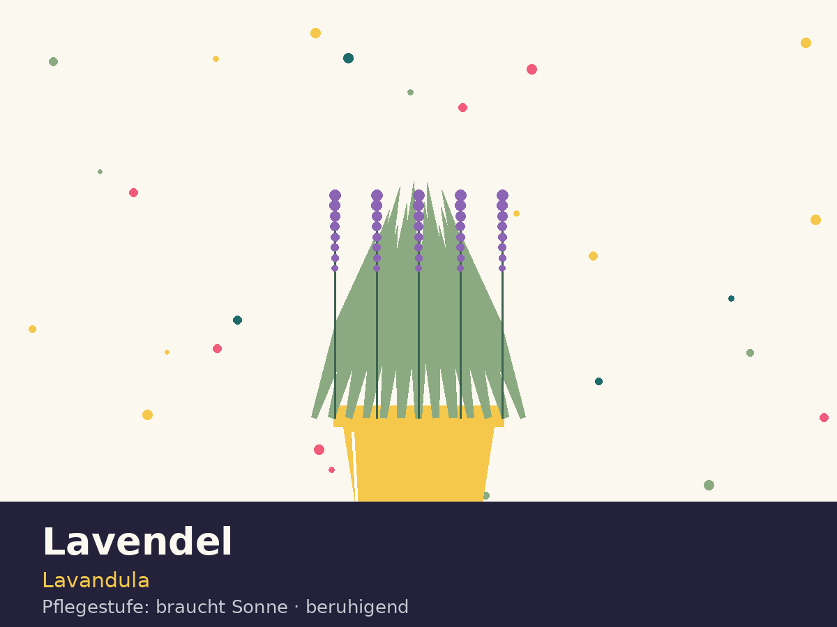 Lavendel im Topf