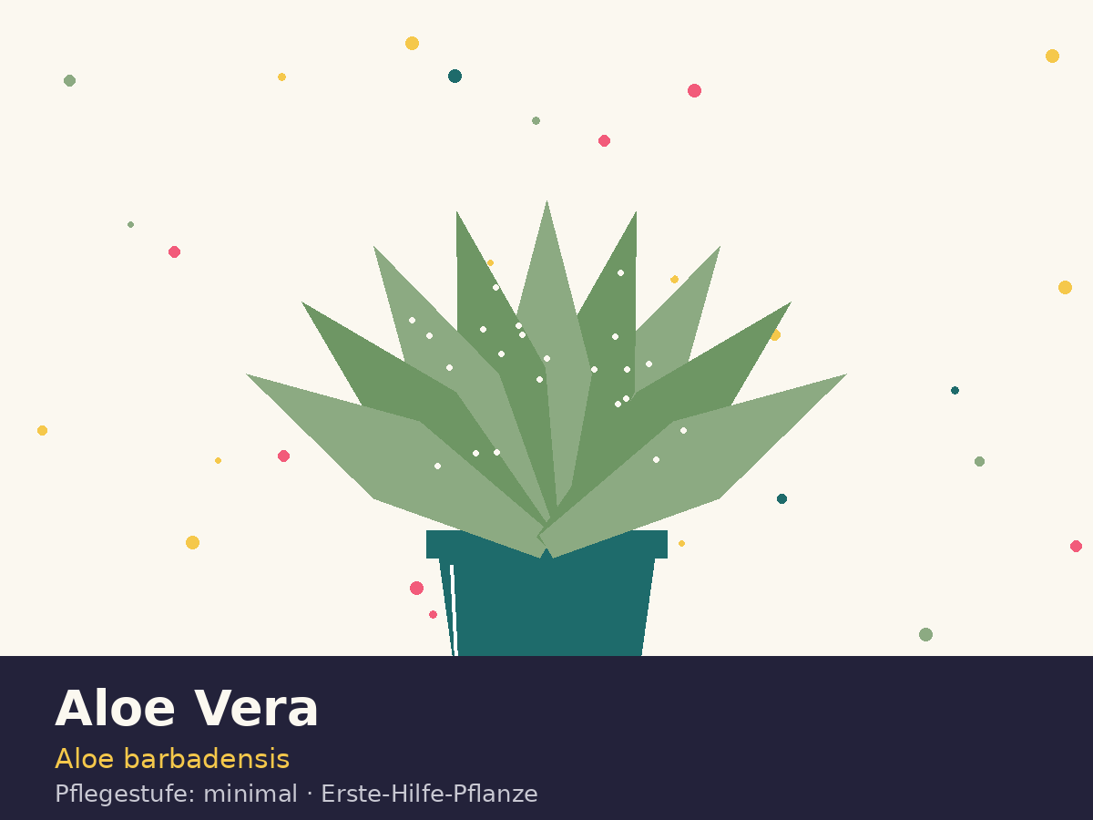 Aloe Vera